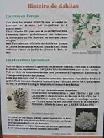 Histoire de dahlias.jpg